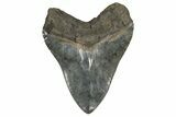 Serrated, Fossil Megalodon Tooth - Polished Blade #200798-1
